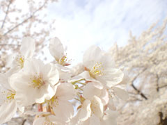 桜