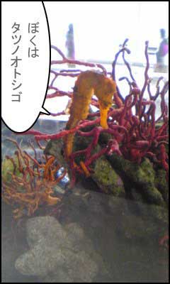 タツノオトシゴ