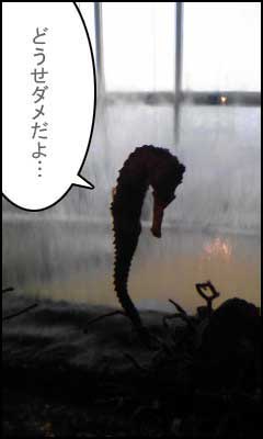 タツノオトシゴ