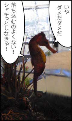 タツノオトシゴ