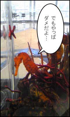 タツノオトシゴ