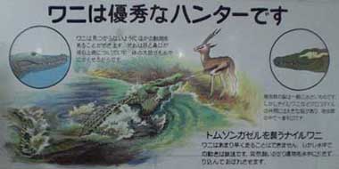 ワニ