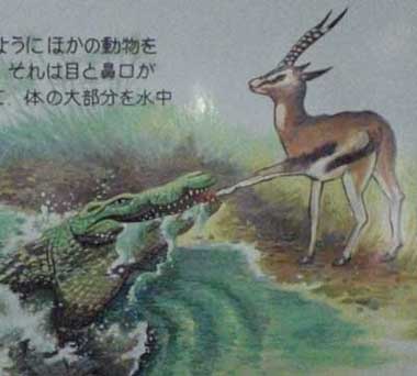 ワニ